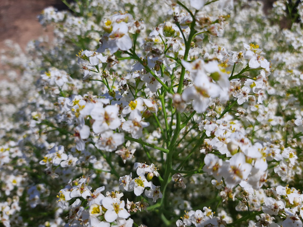 Crambe tataria