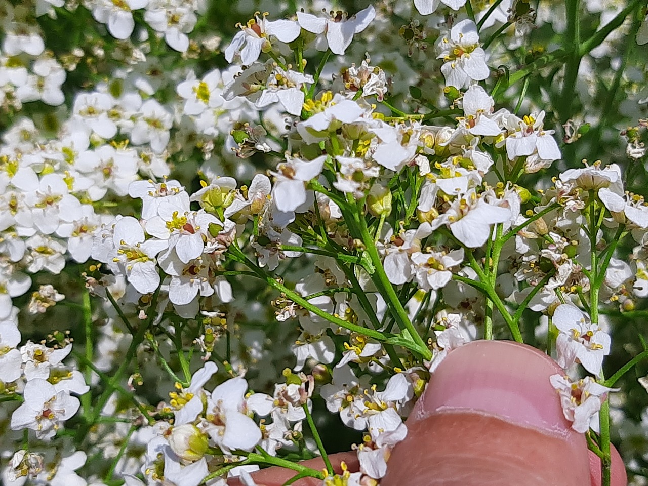 Crambe tataria