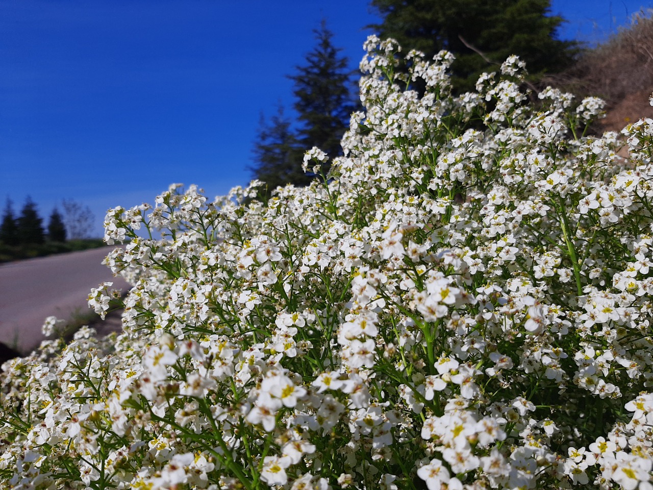 Crambe tataria