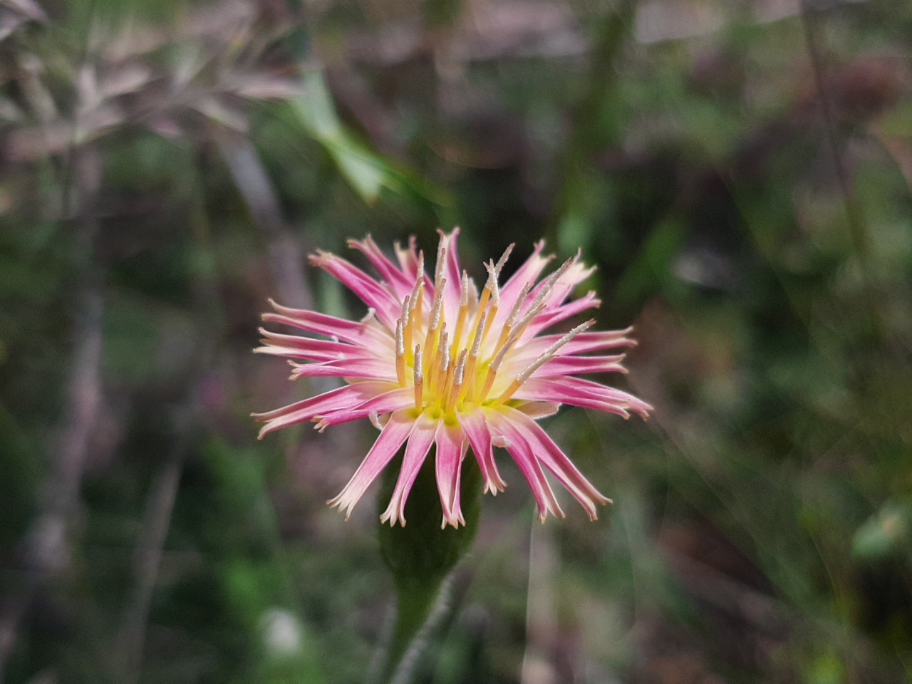 Leontodon asperrimus