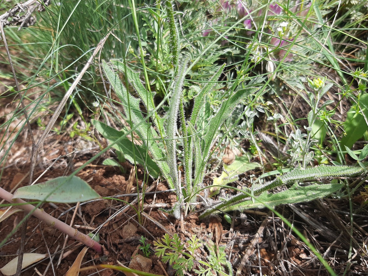 Leontodon asperrimus