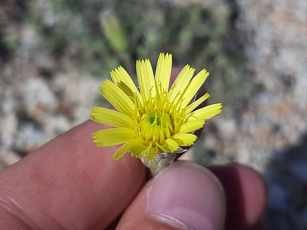 Leontodon asperrimus
