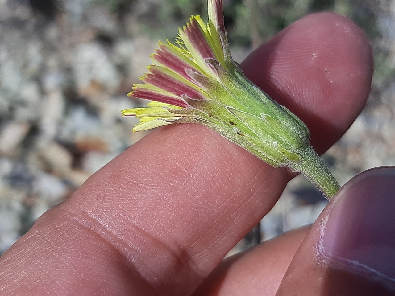 Leontodon asperrimus