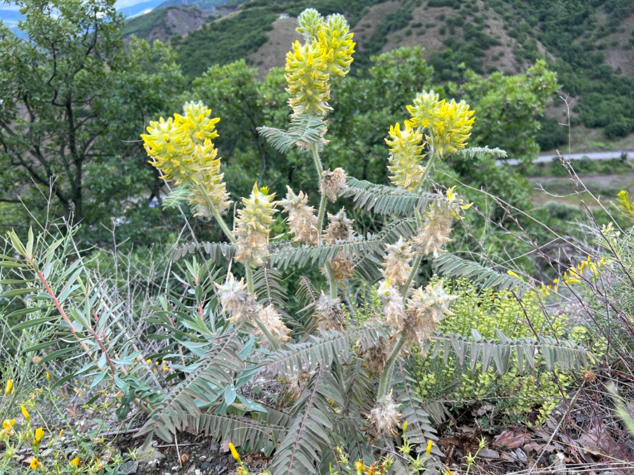 Astragalus crinitus