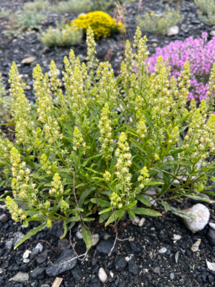 Reseda armena