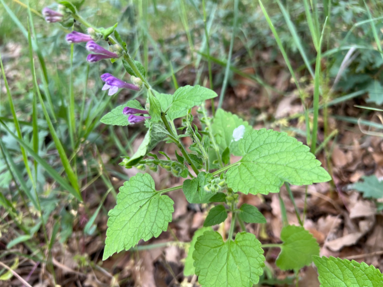 Scutellaria megalaspis