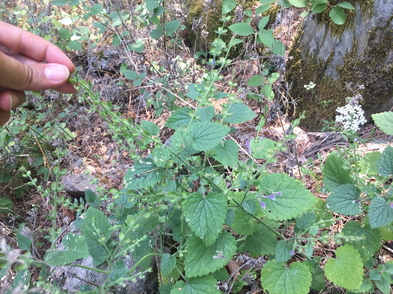 Scutellaria megalaspis