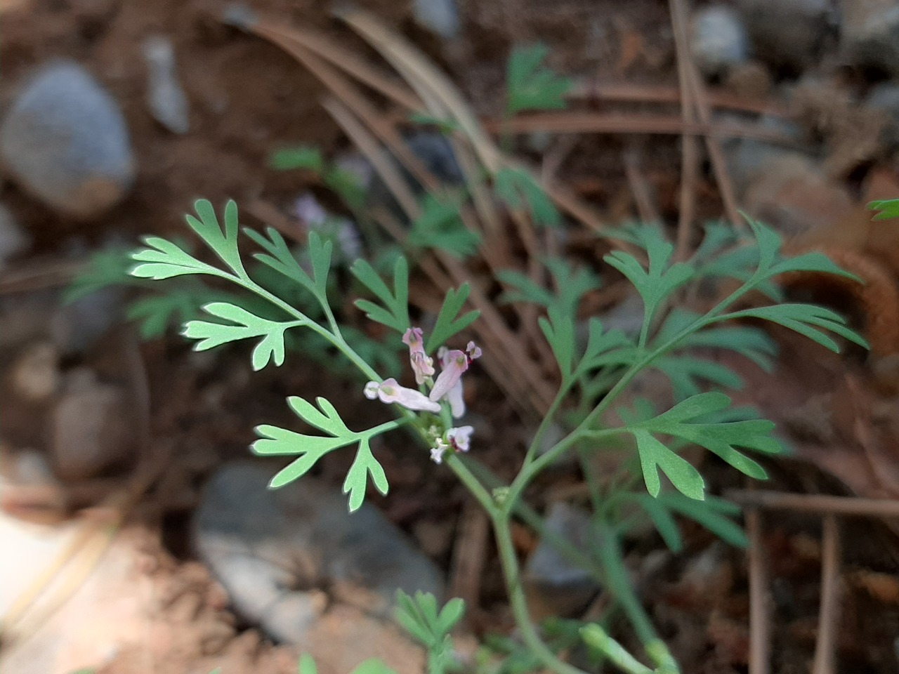 Fumaria vaillantii