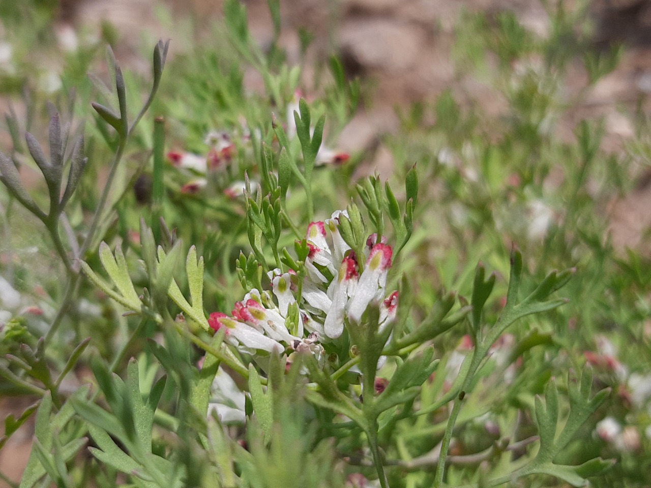 Fumaria vaillantii