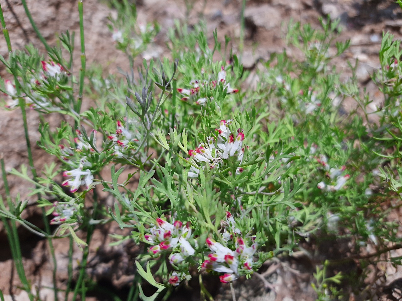 Fumaria vaillantii