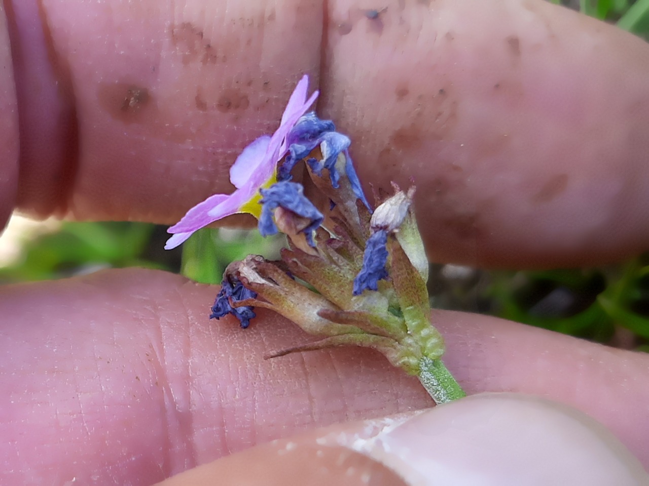 Primula algida