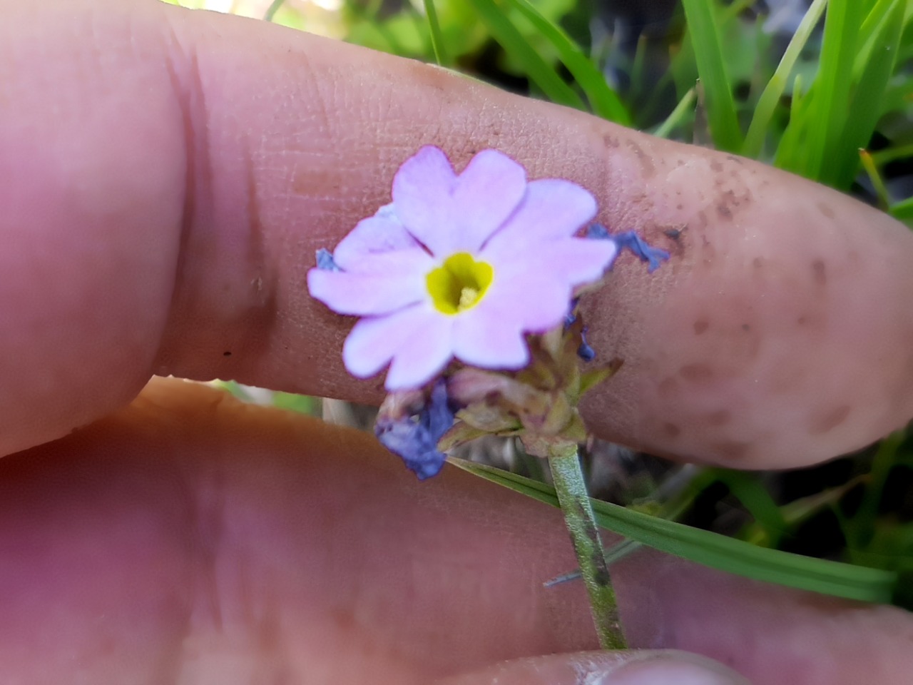 Primula algida