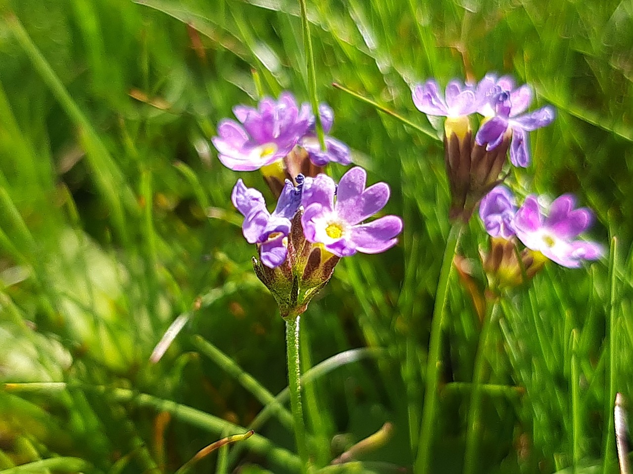 Primula algida