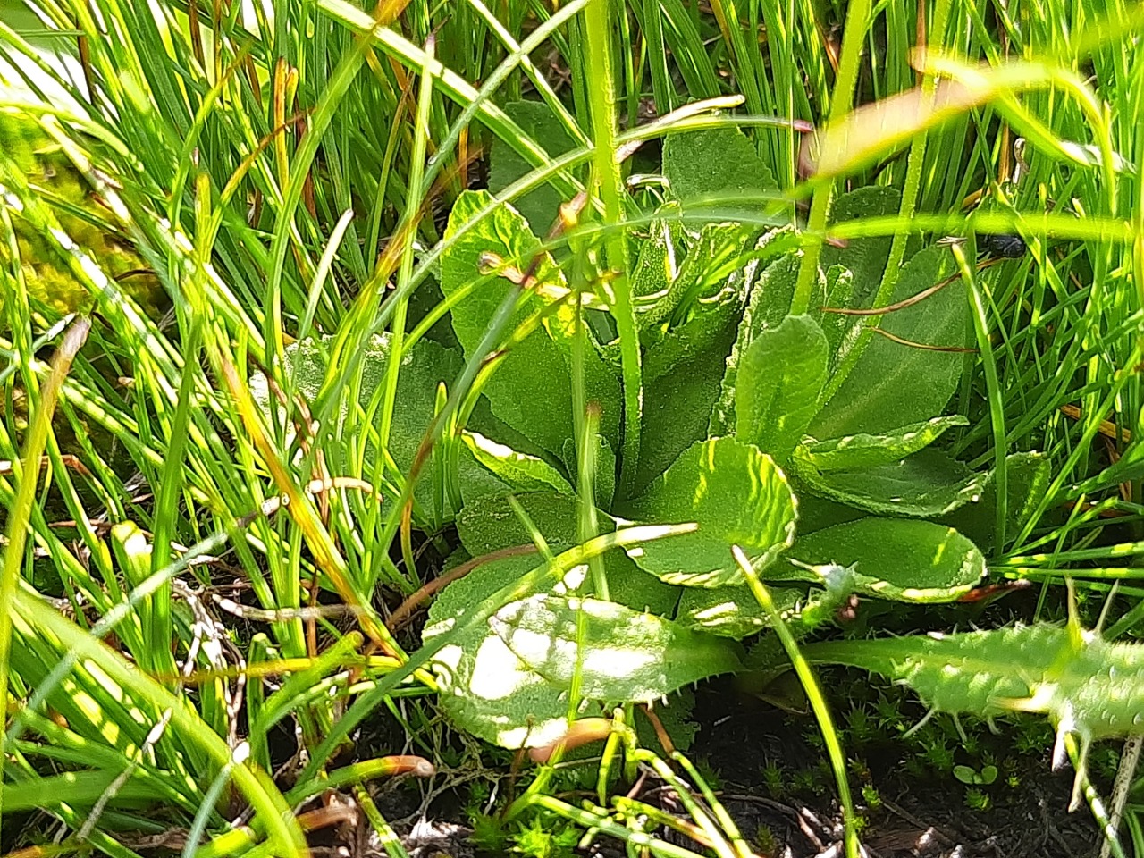 Primula algida