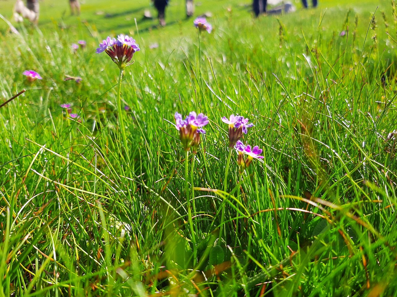 Primula algida