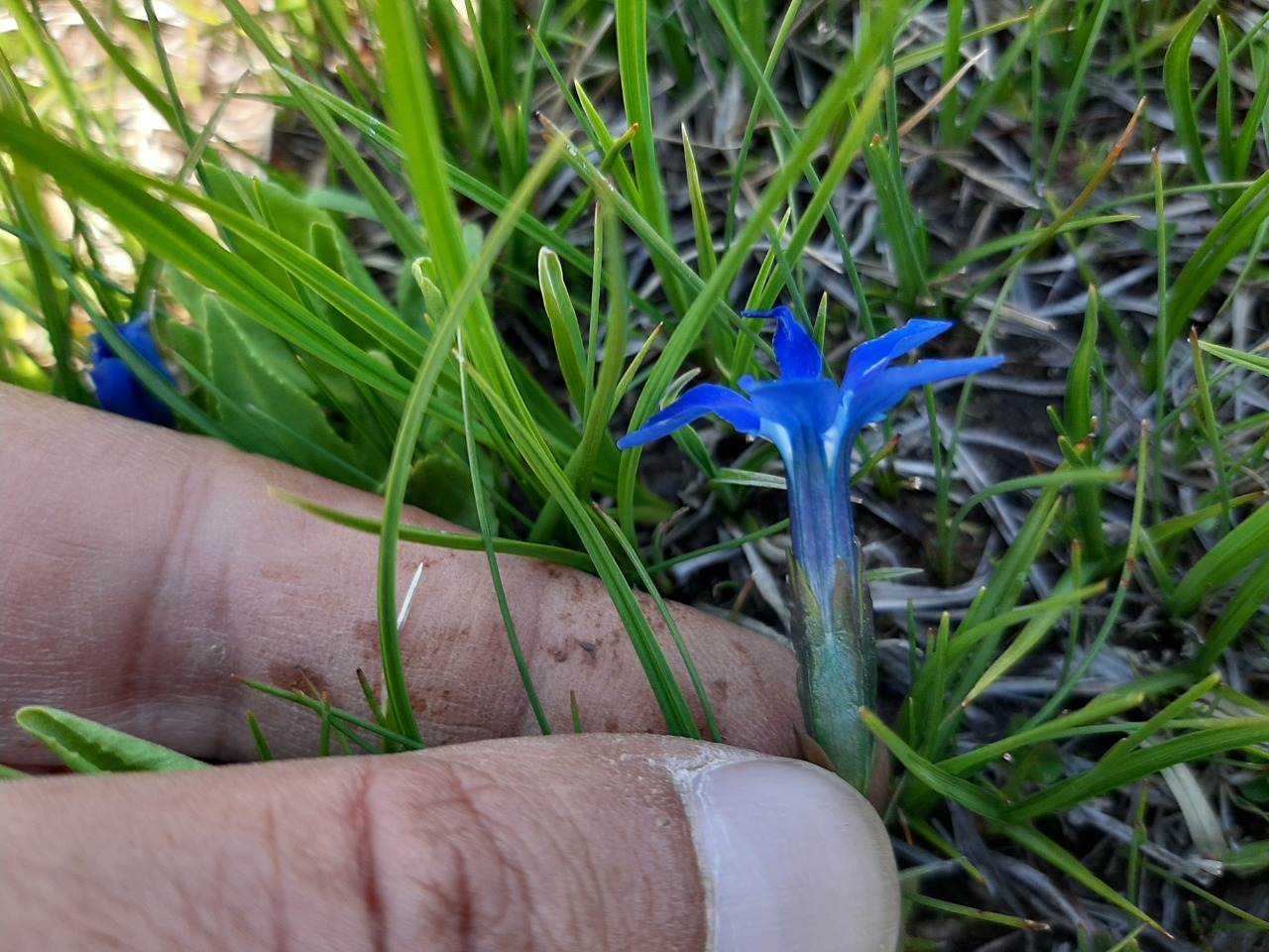 Gentiana verna