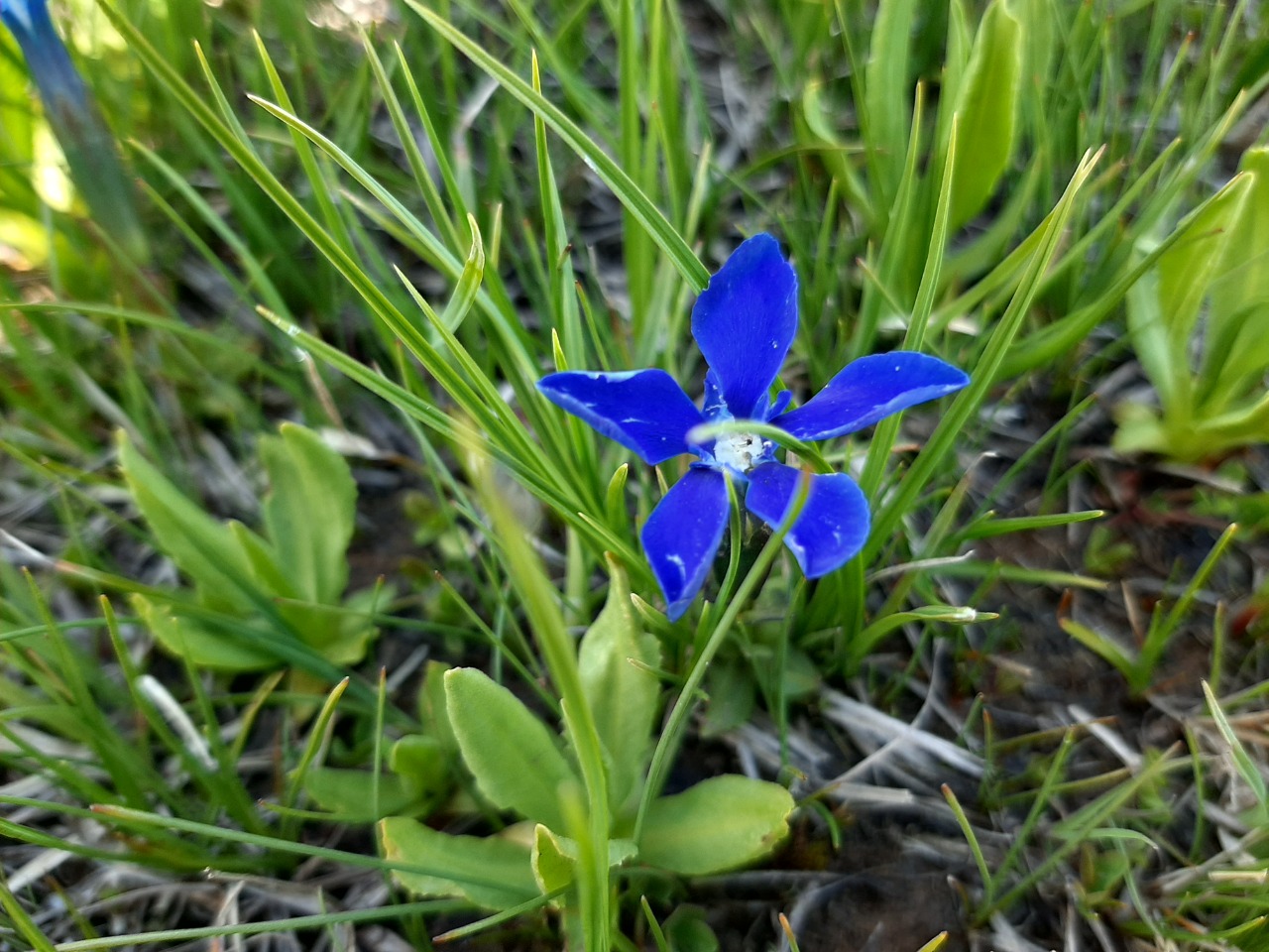 Gentiana verna