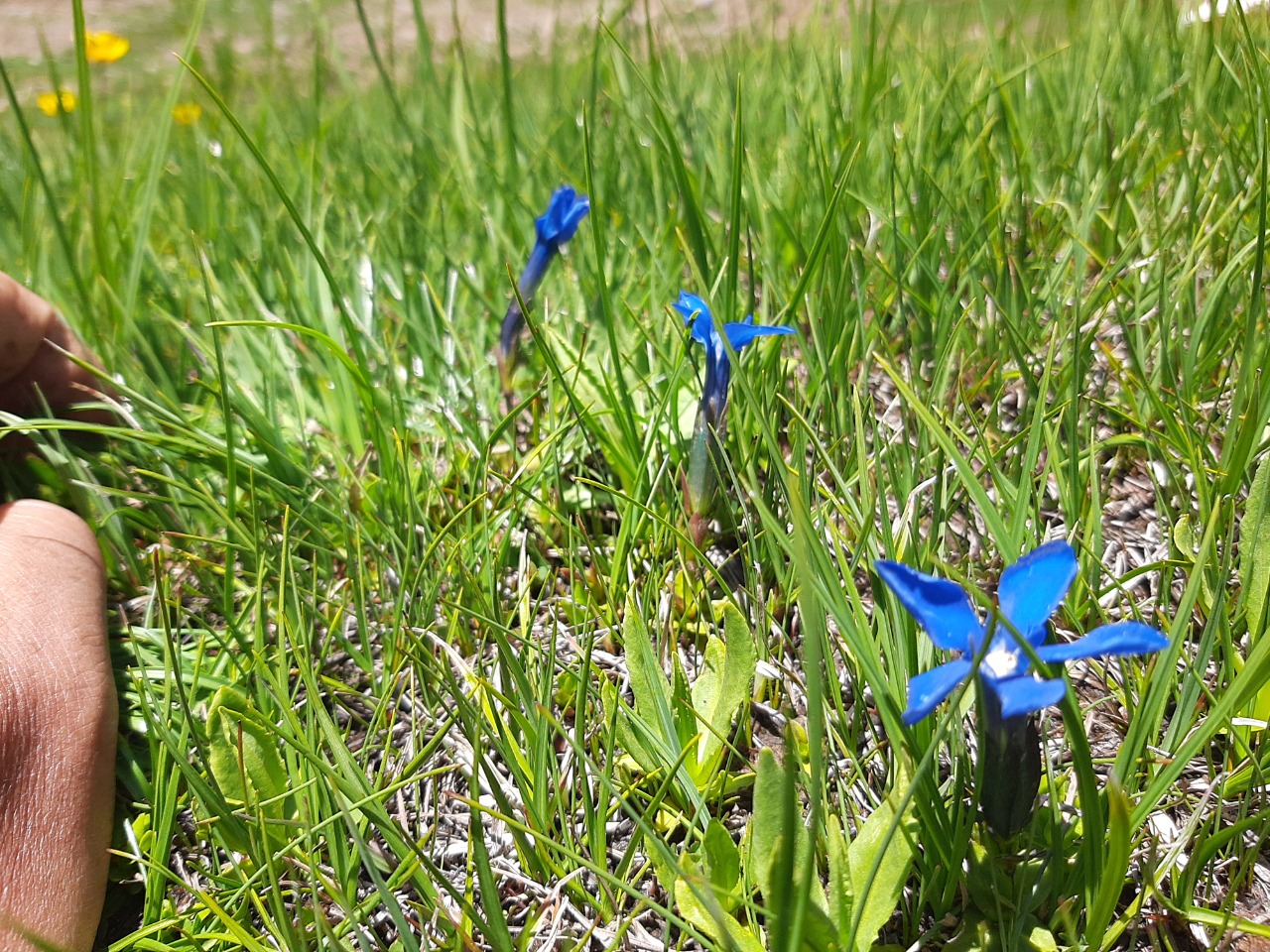 Gentiana verna