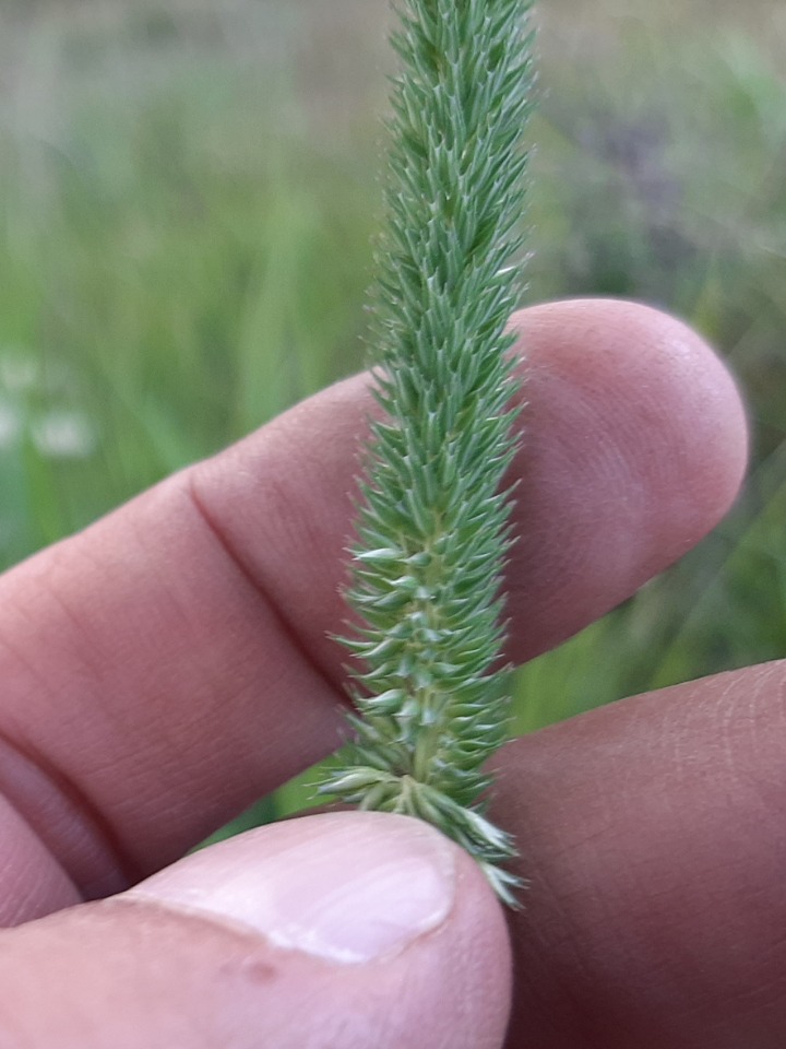Phleum paniculatum