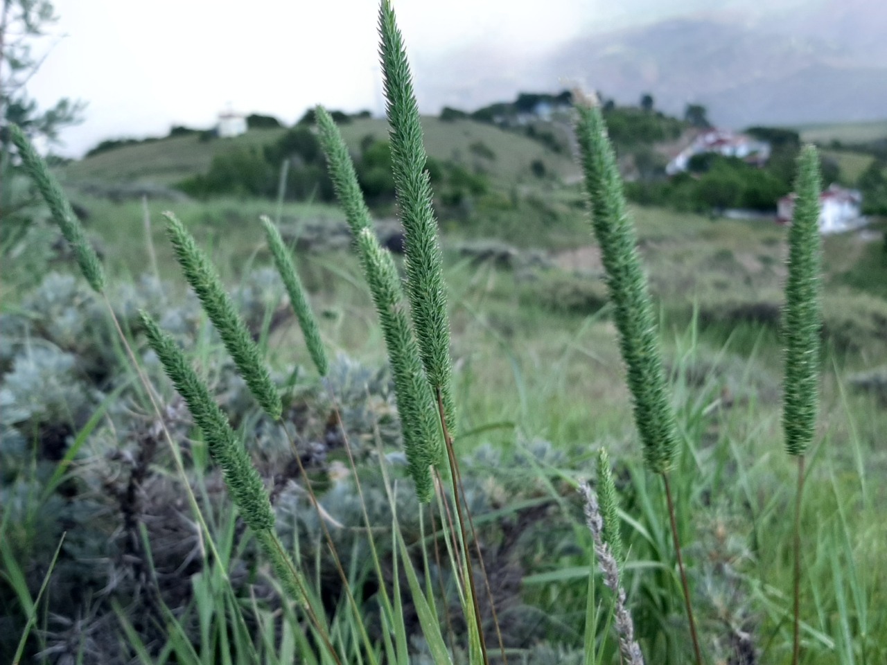 Phleum paniculatum