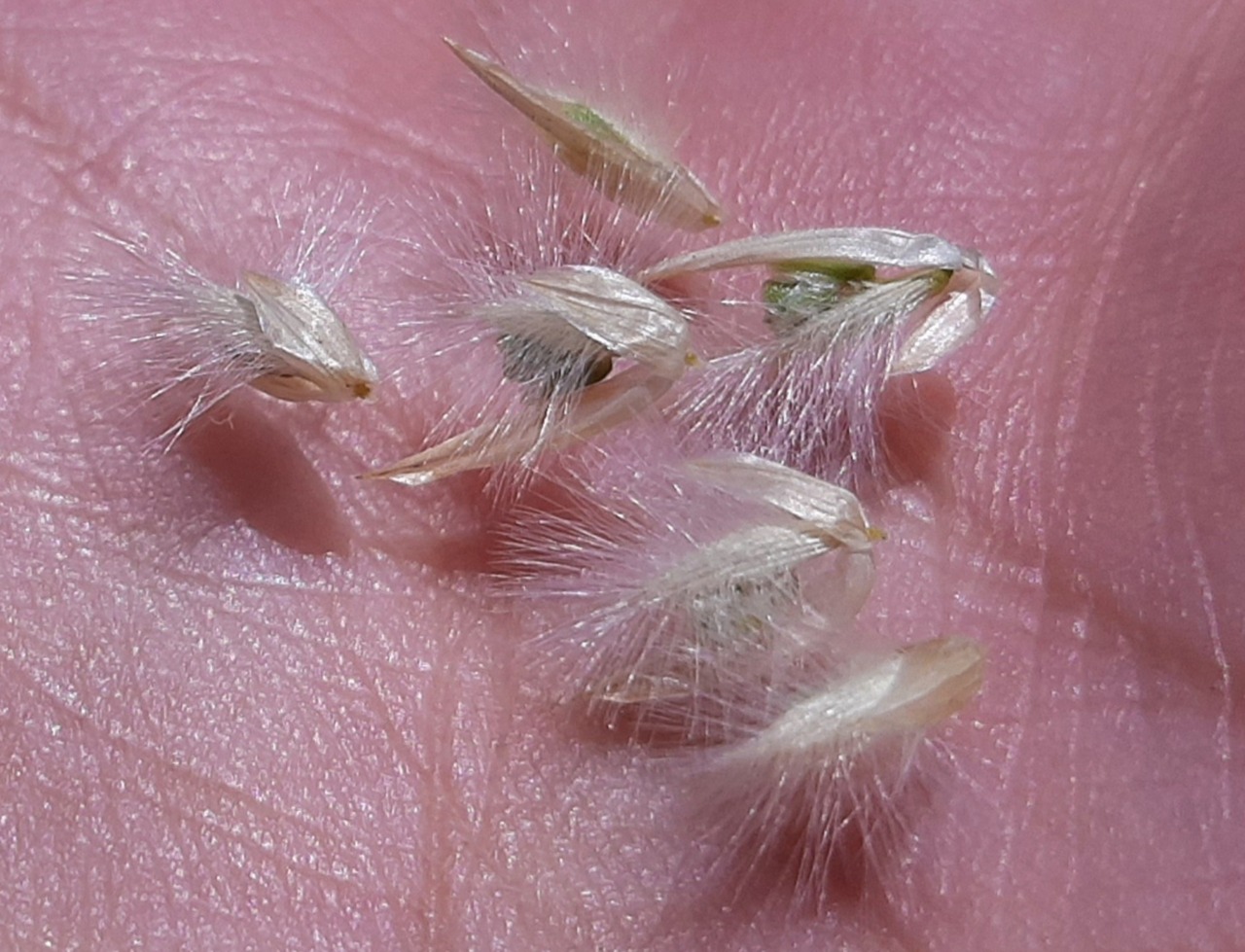 Melica persica
