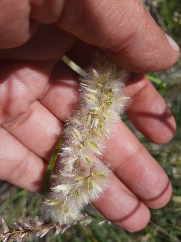 Melica persica