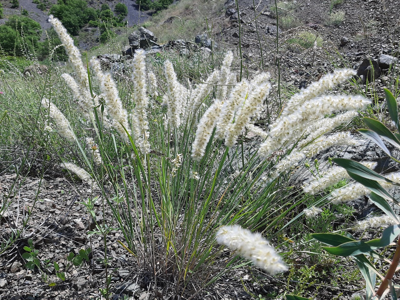 Melica persica