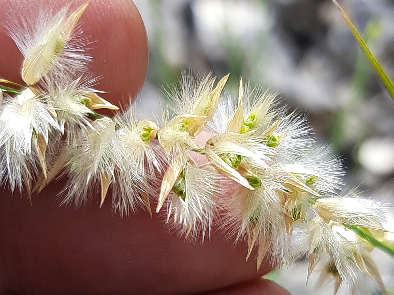 Melica persica
