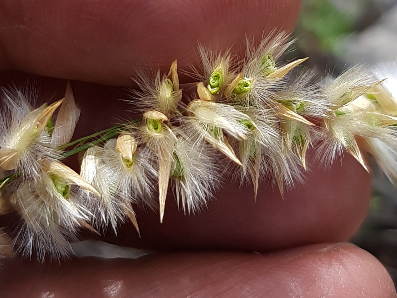 Melica persica