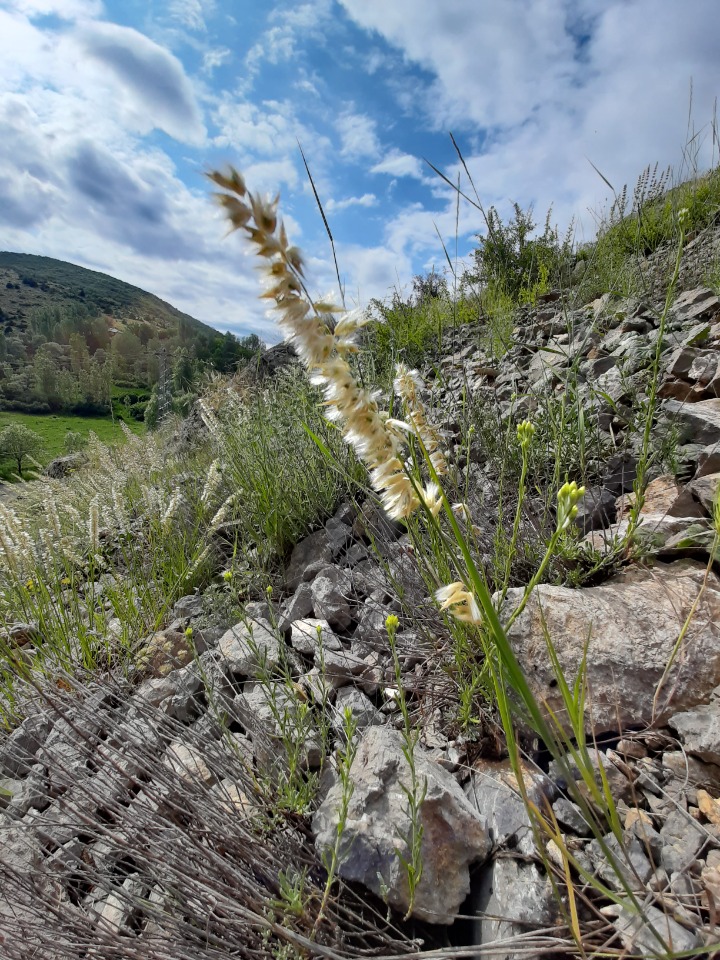 Melica persica
