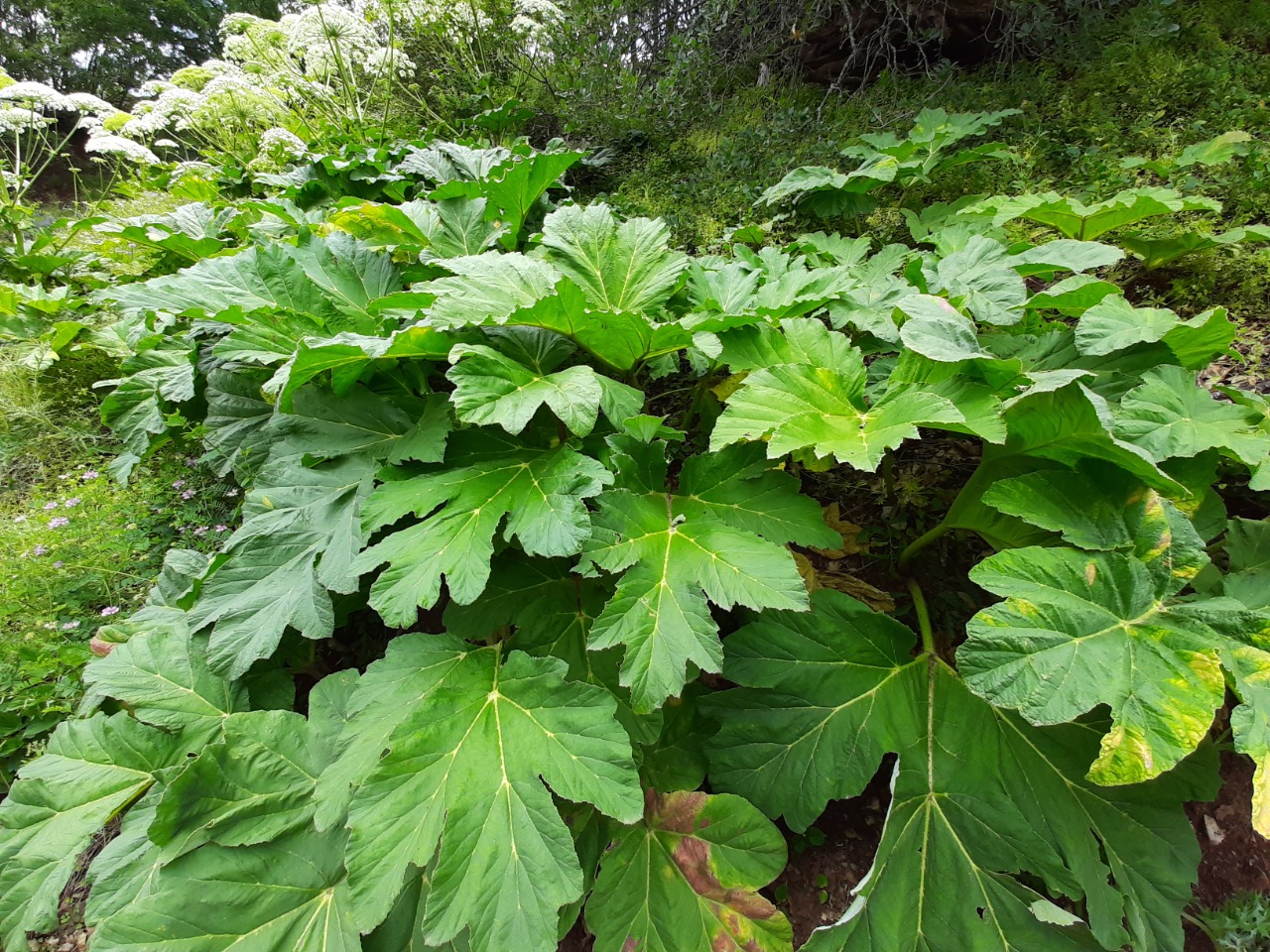 Heracleum persicum