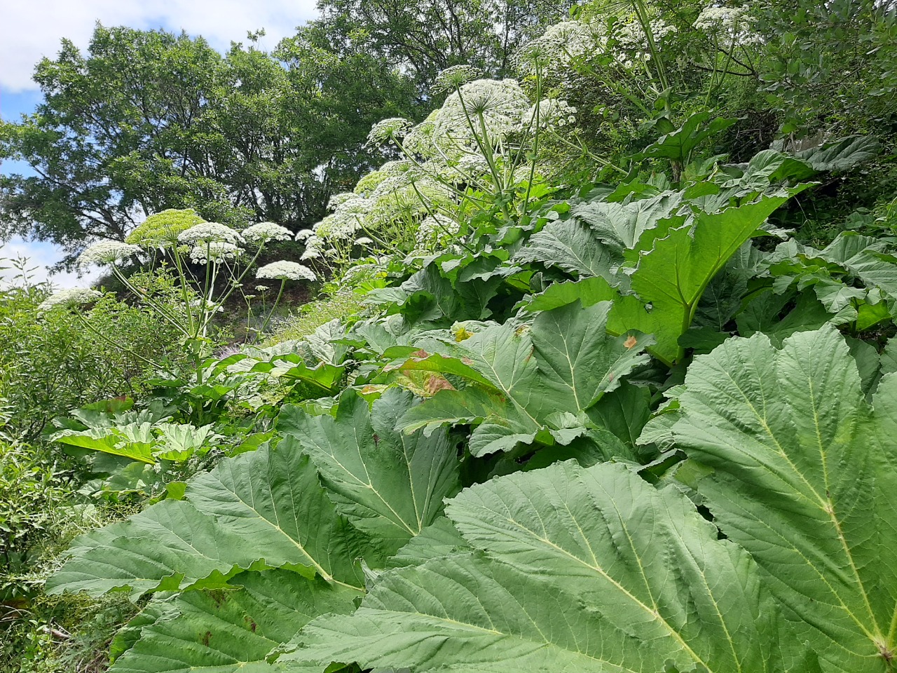 Heracleum persicum