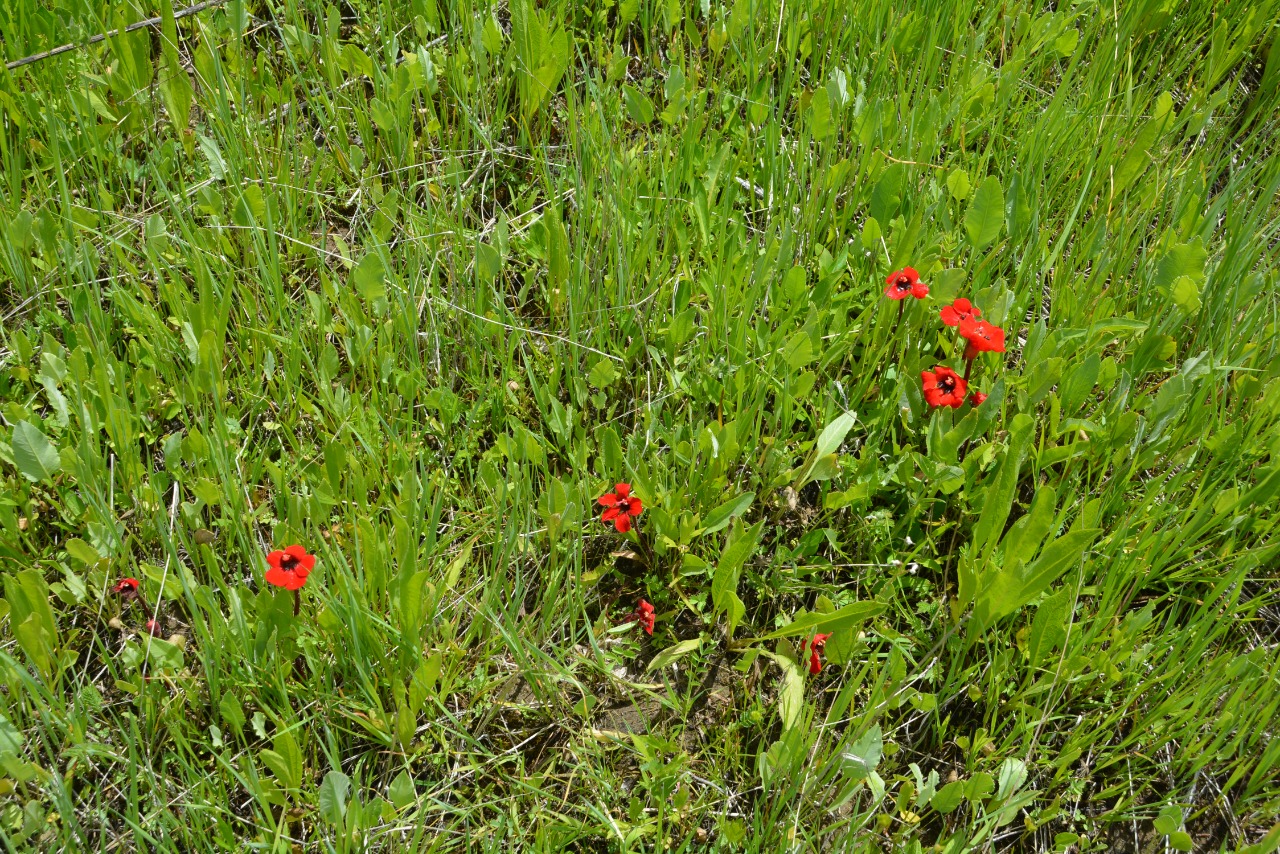 Phelypaea tournefortii