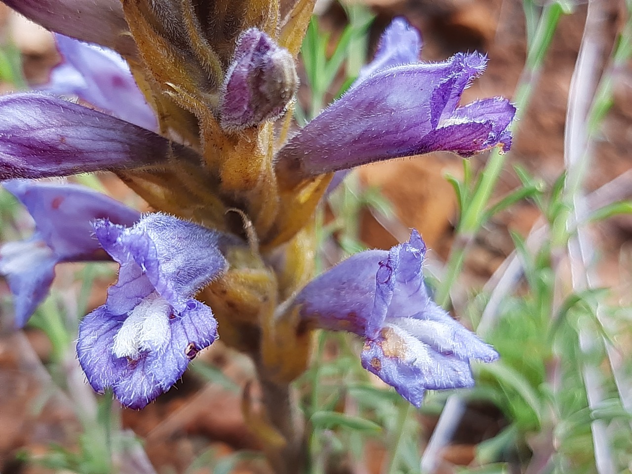 Orobanche arenaria