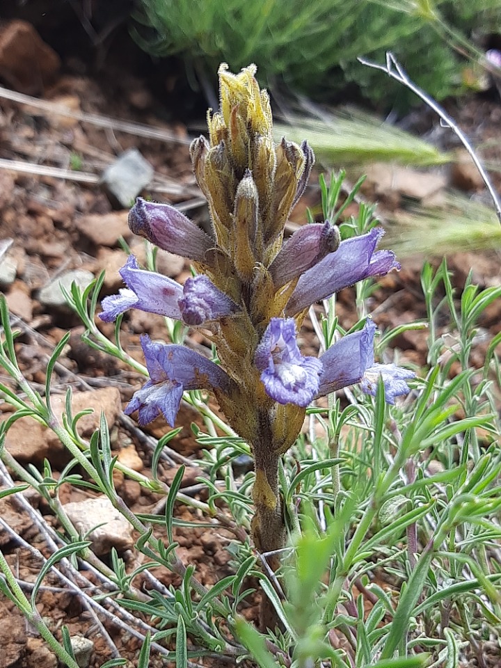 Orobanche arenaria