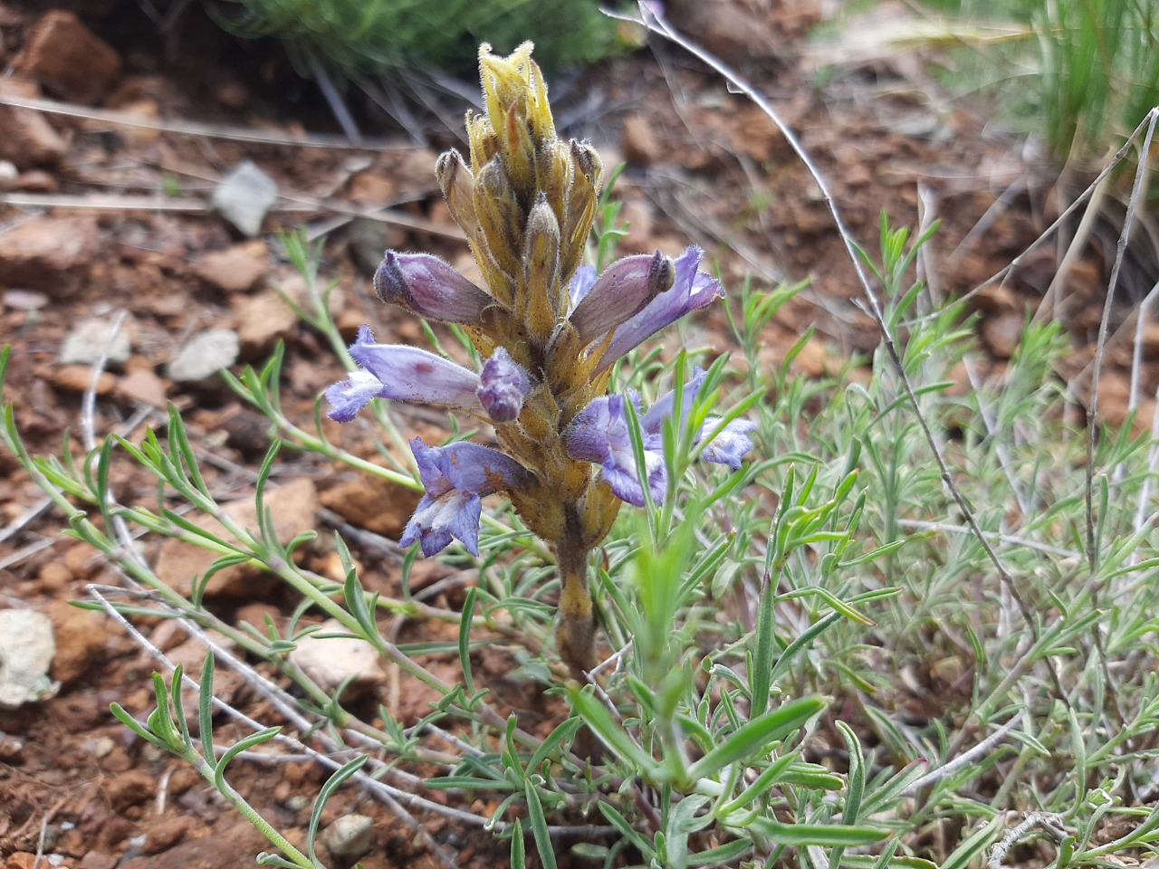 Orobanche arenaria