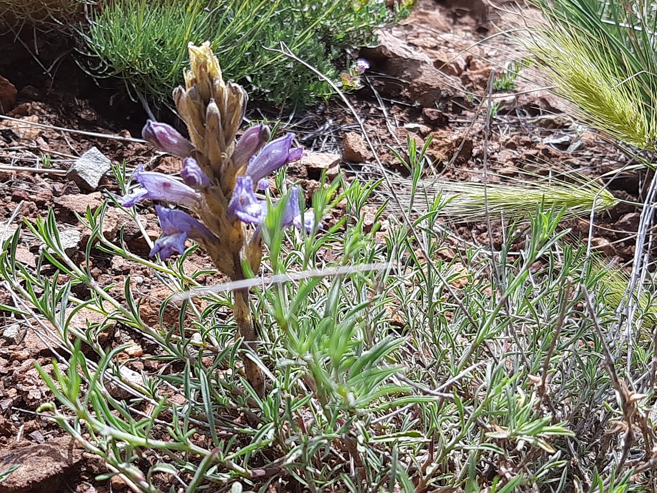 Orobanche arenaria