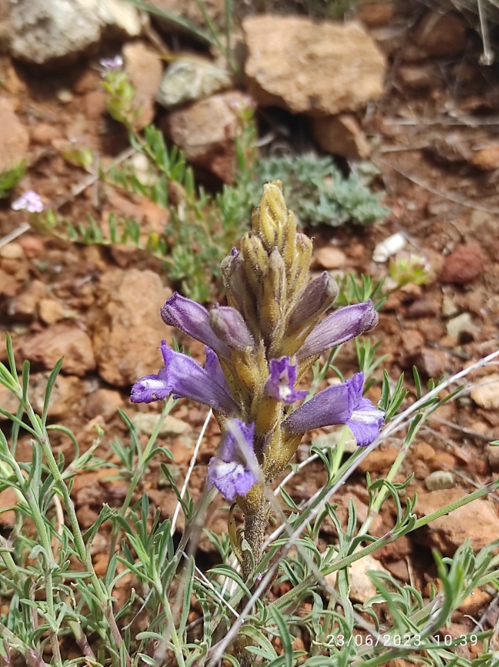 Orobanche arenaria