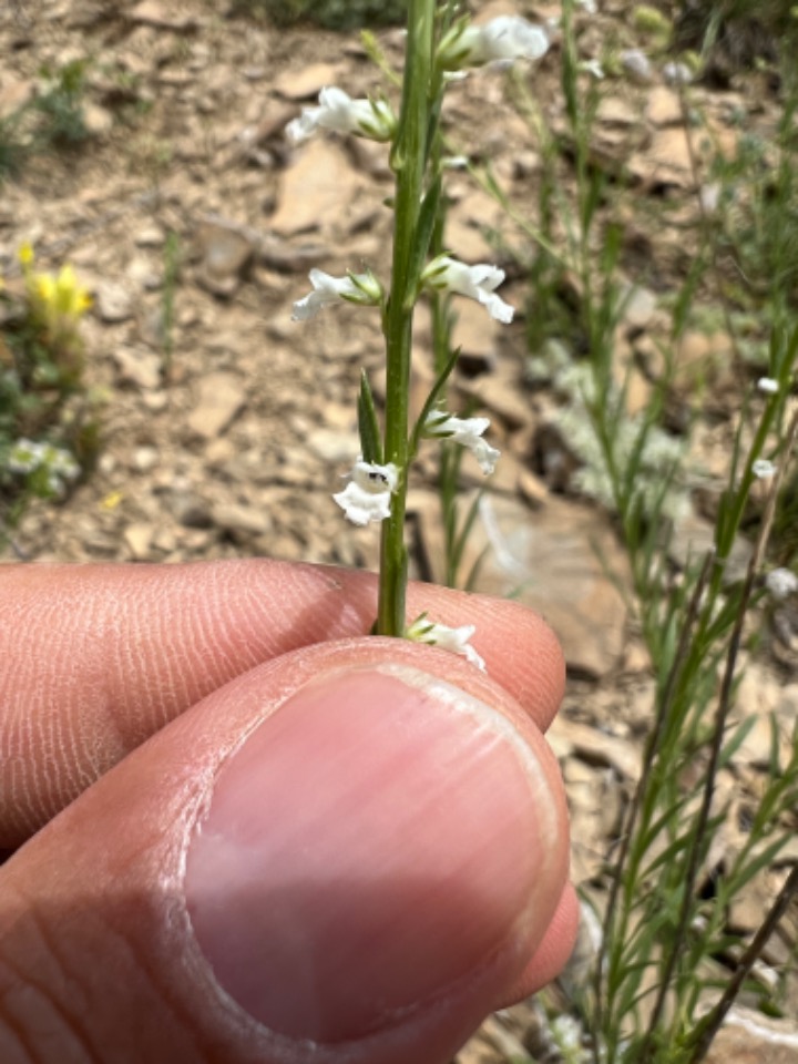 Anarrhinum orientale