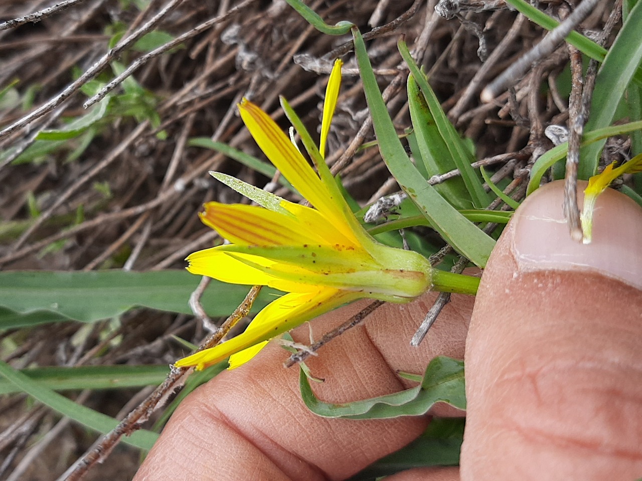 Tragopogon reticulatus