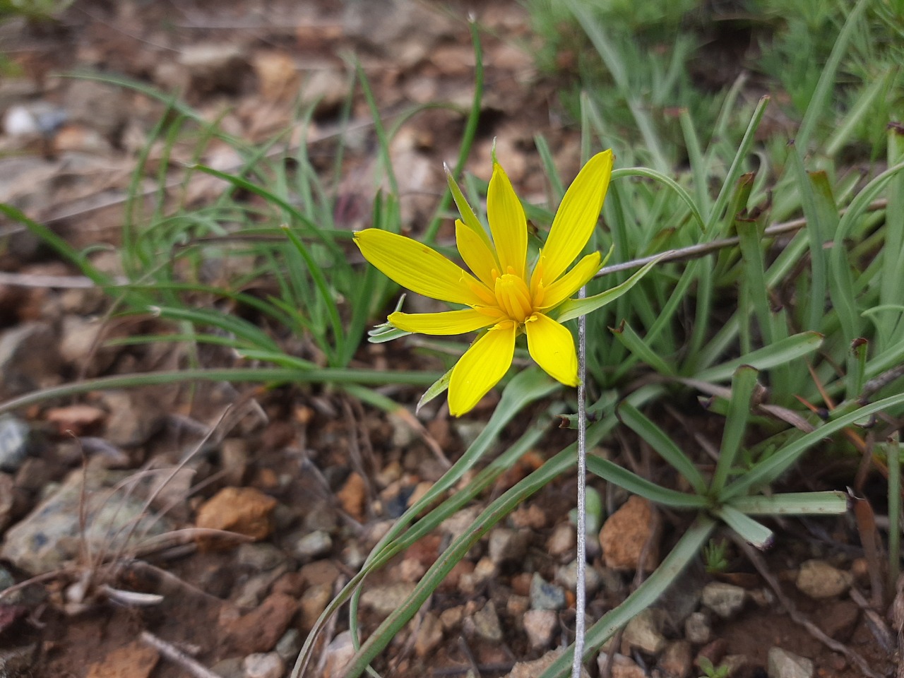 Tragopogon reticulatus