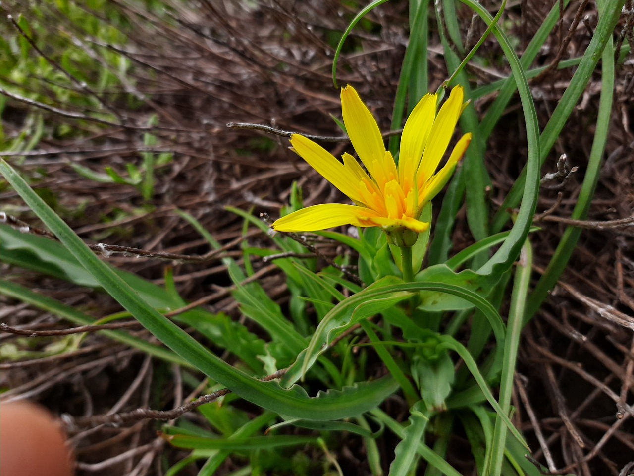 Tragopogon reticulatus