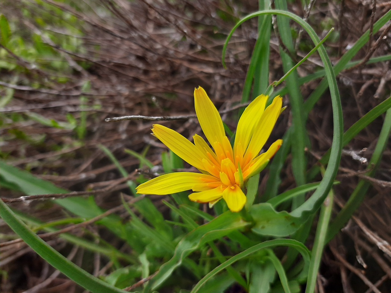 Tragopogon reticulatus