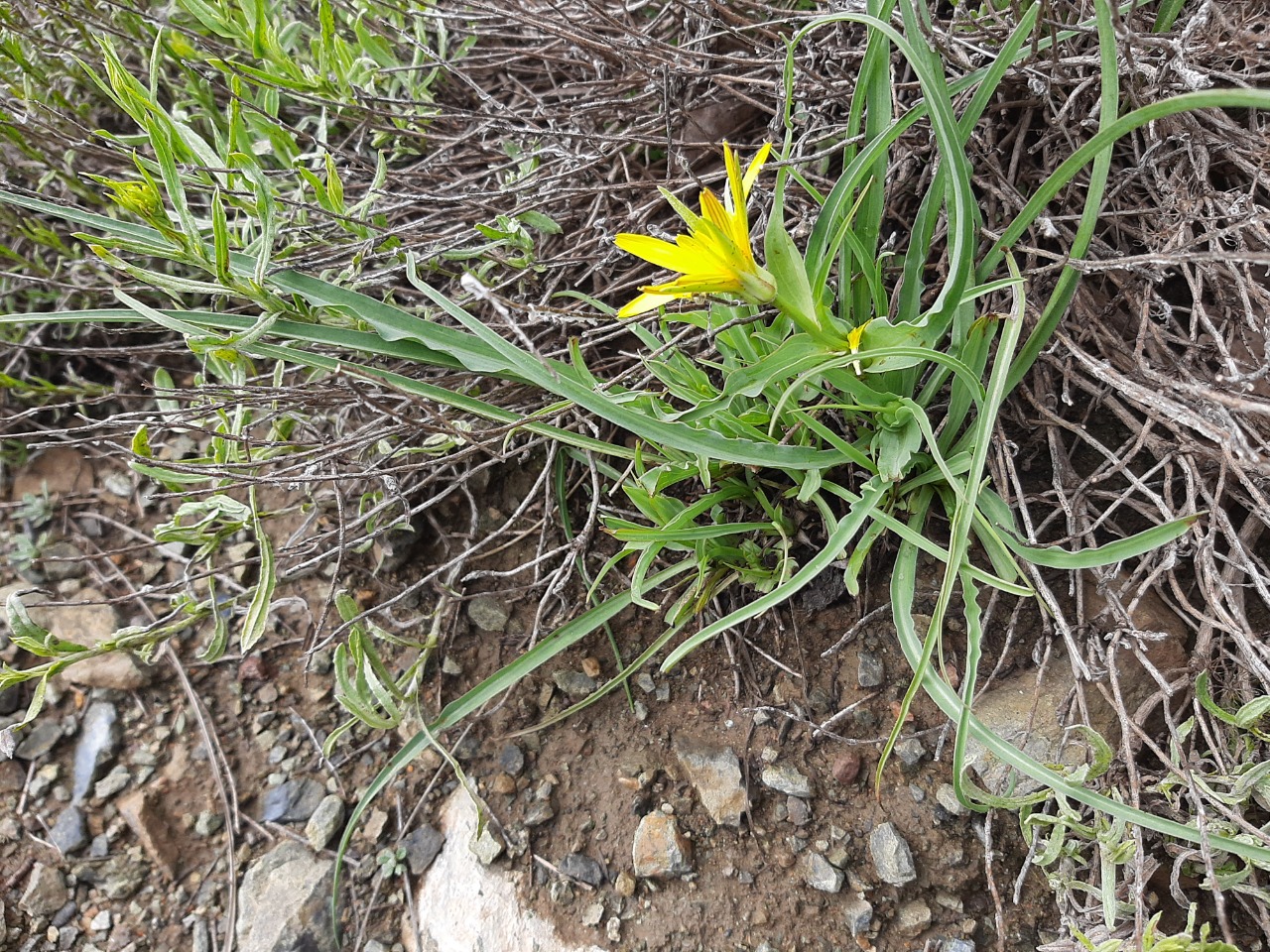 Tragopogon reticulatus