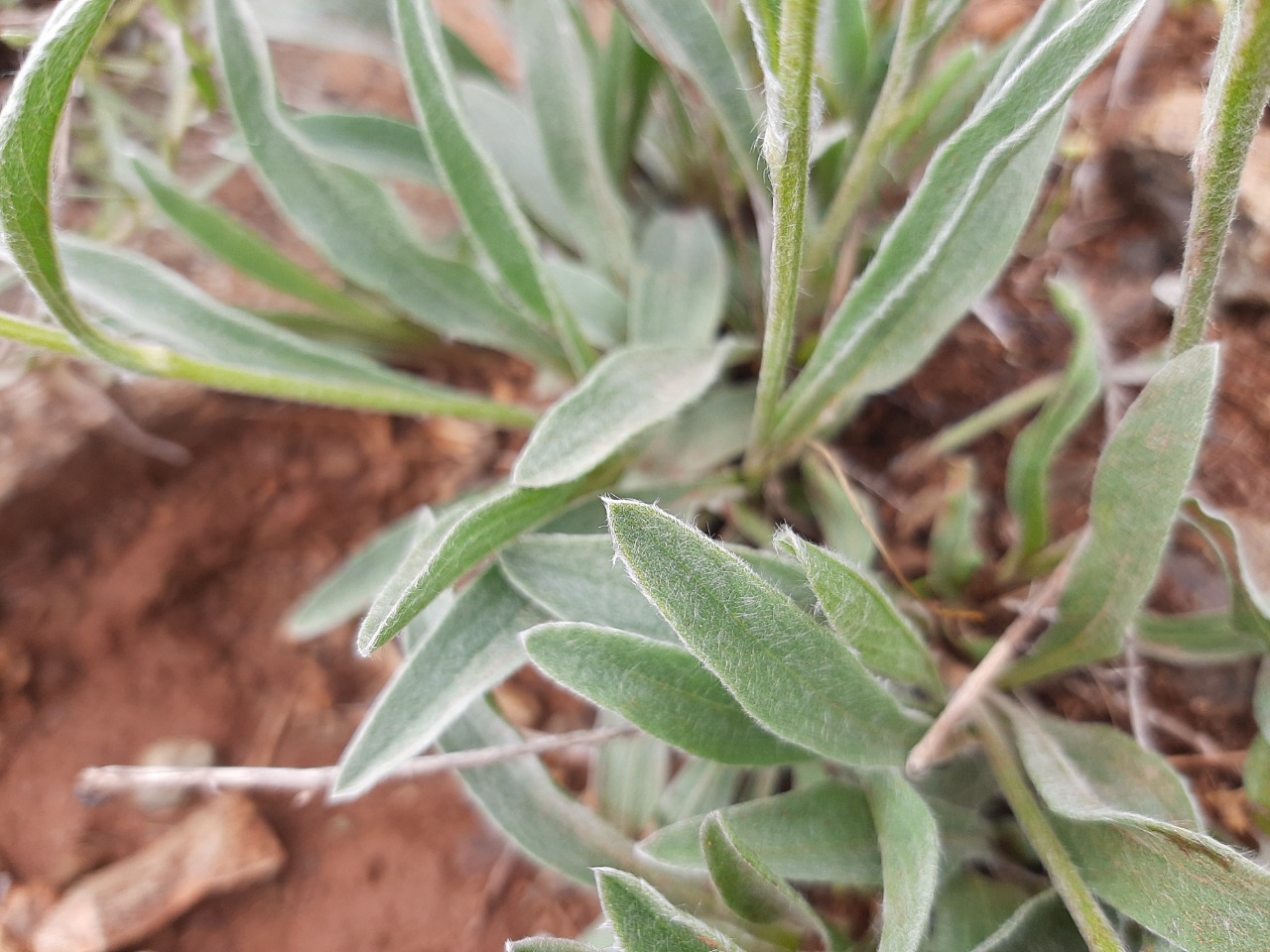 Inula montbretiana