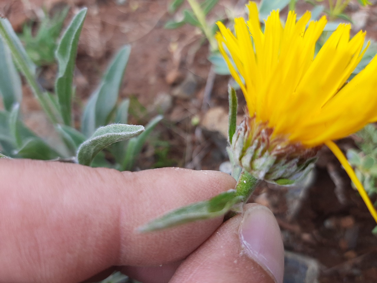 Inula montbretiana