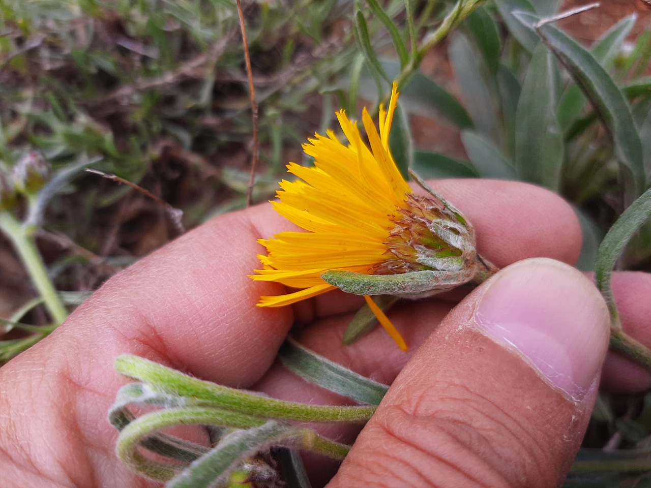 Inula montbretiana