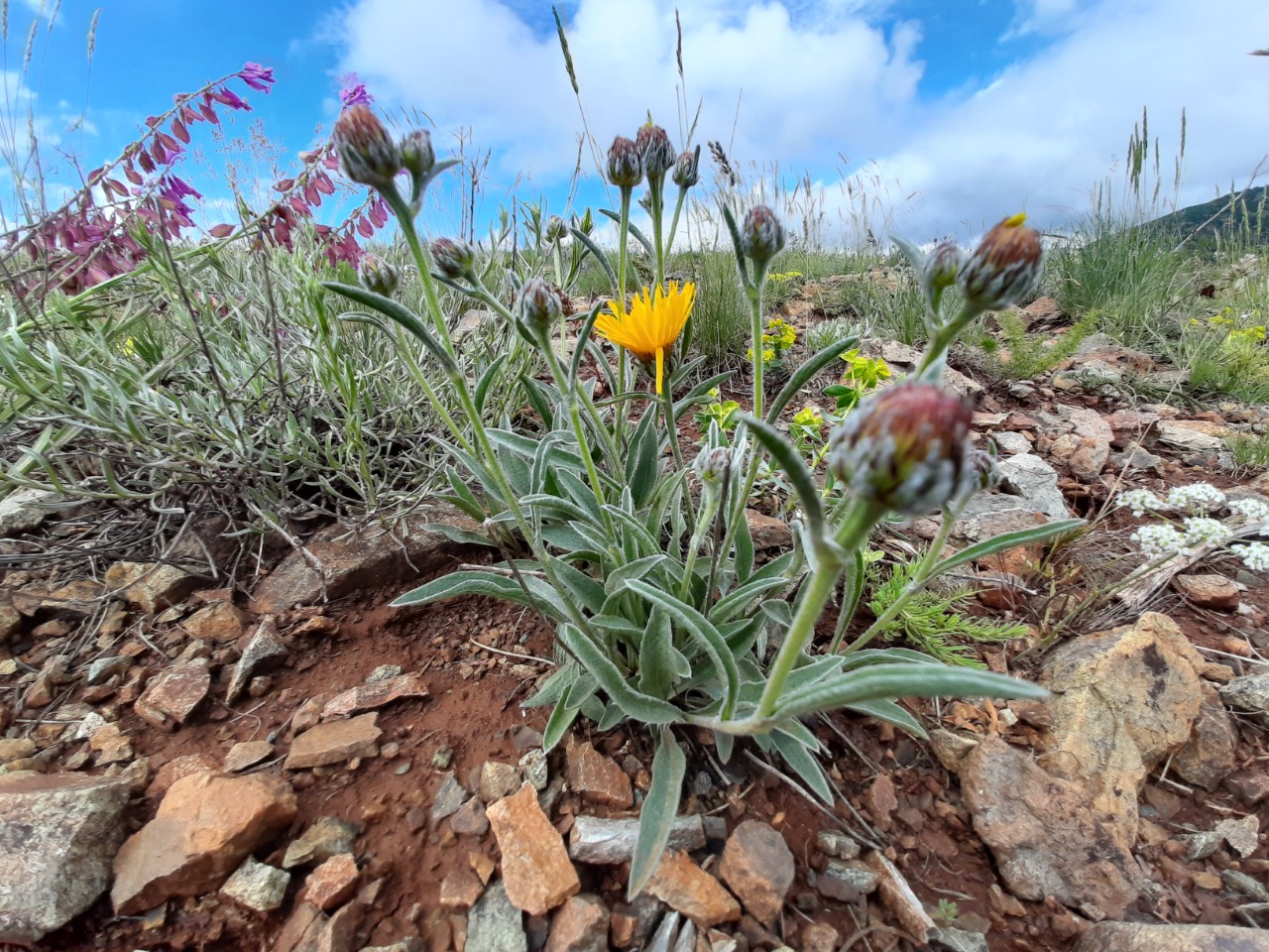 Inula montbretiana
