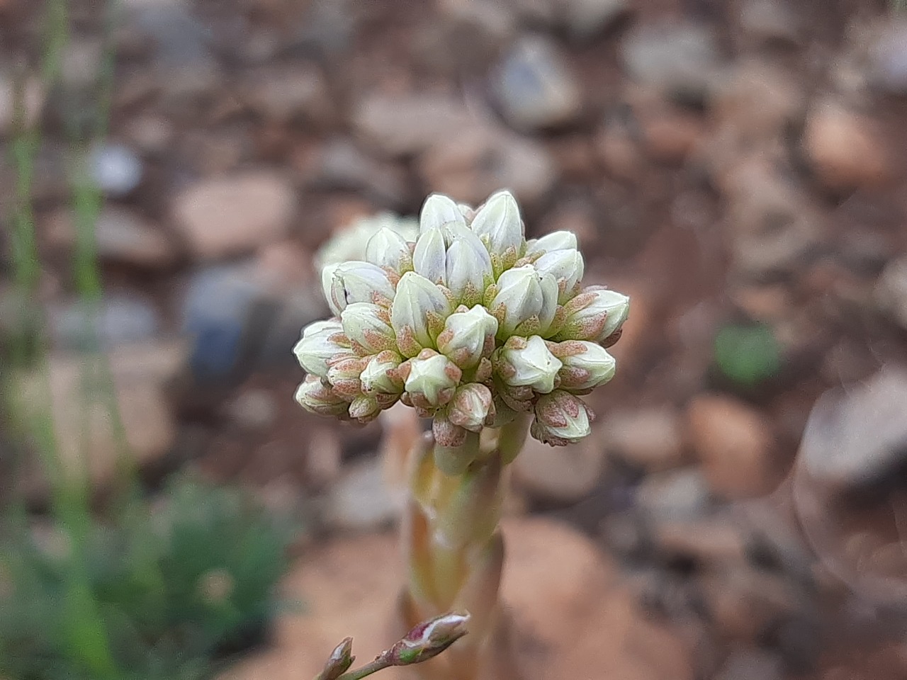 Sedum ochroleucum