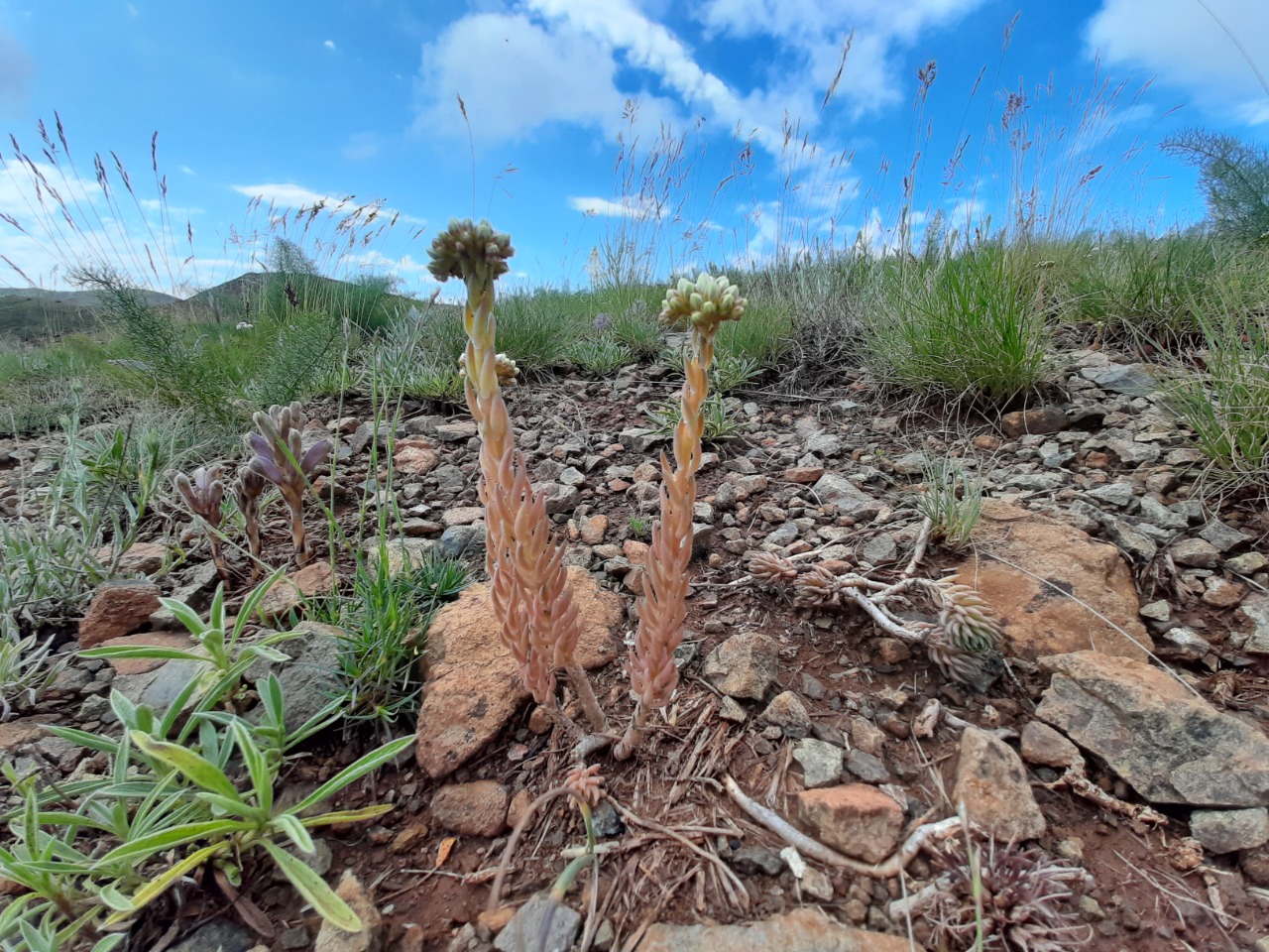 Sedum ochroleucum